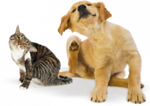 dog_cat_scratching_ear2